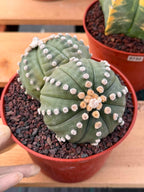 Double Head Astrophytum Rensei – Rare Seed‑Grown Collector Cactus – Unique Succulent Plant