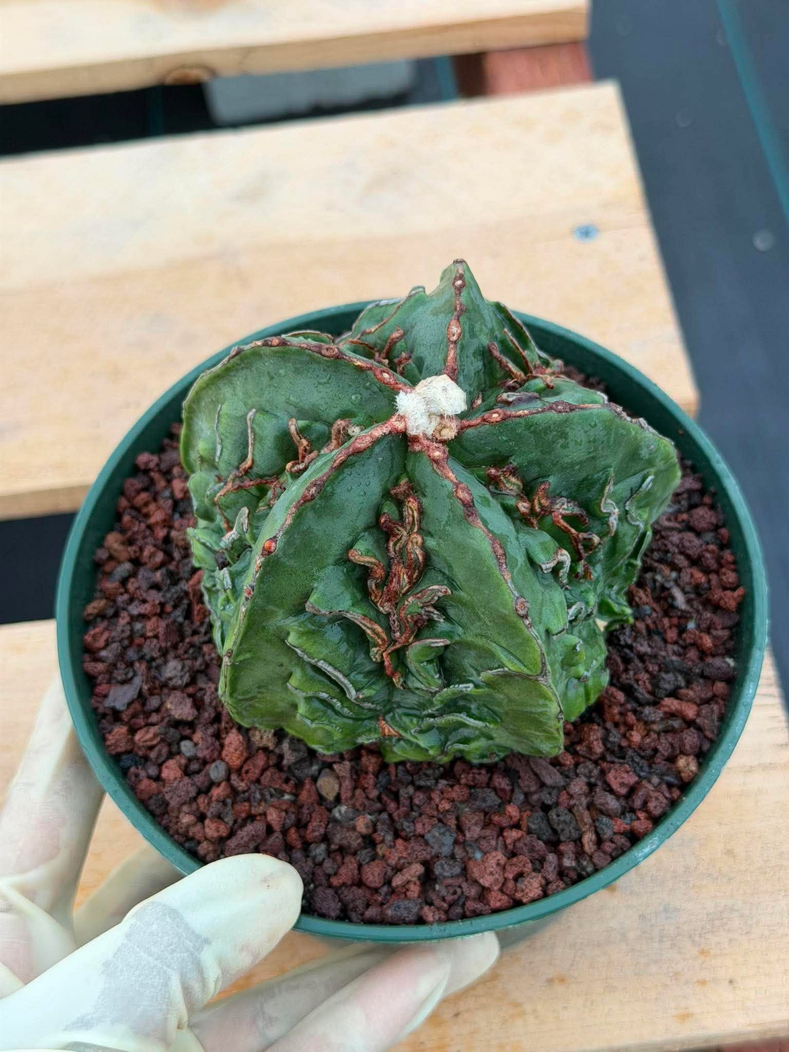 Astrophytum Fukuyu #618 | Rare Collector Cactus