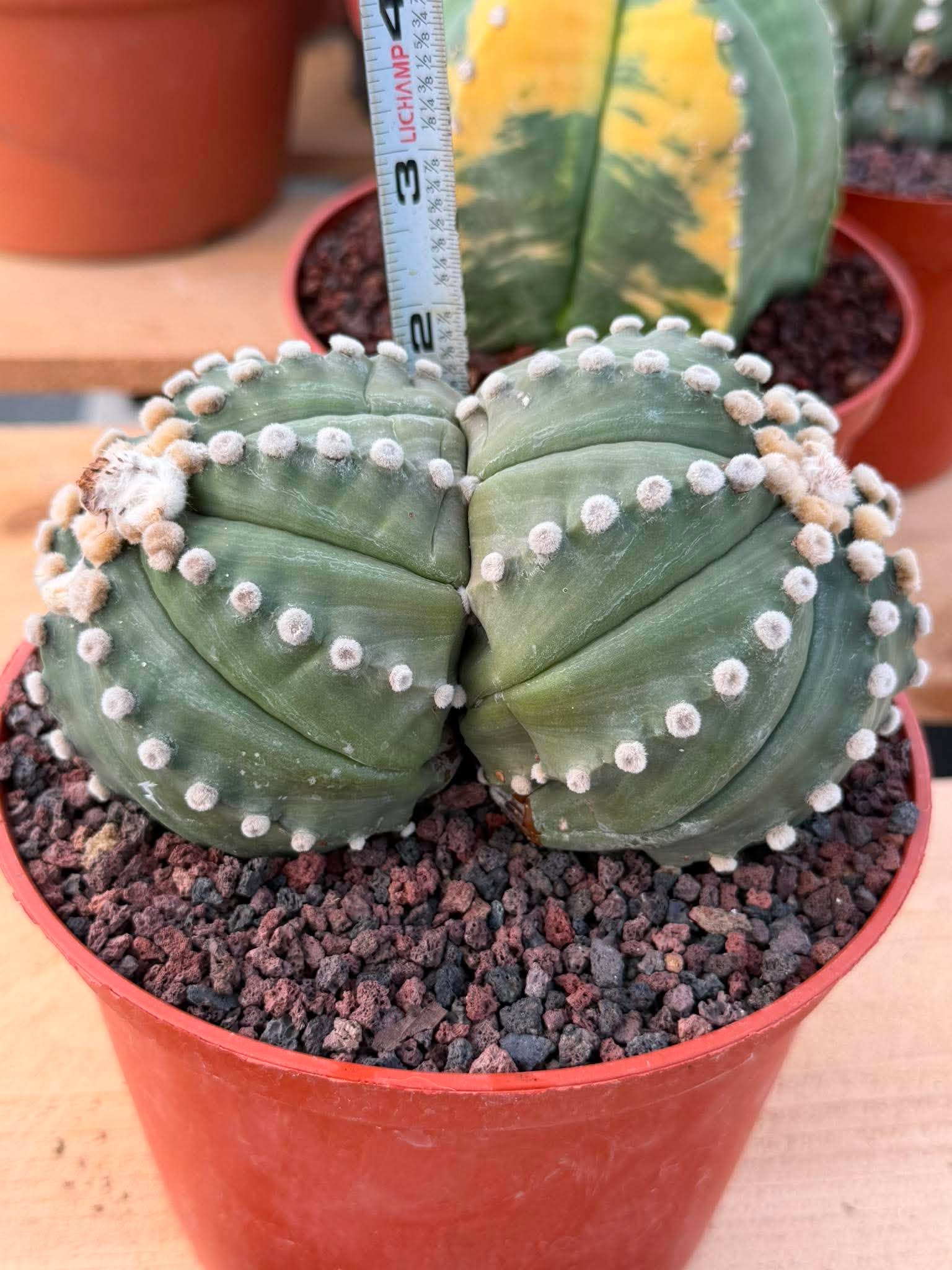 Double Head Astrophytum Rensei – Rare Seed‑Grown Collector Cactus – Unique Succulent Plant