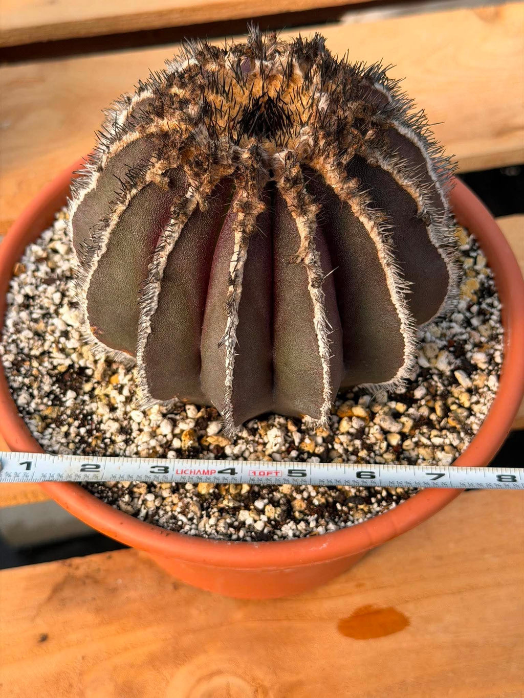 Rare Uebelmannia Pectinifera Cactus – Collector-Grade Brazilian Specimen, 6" Tall