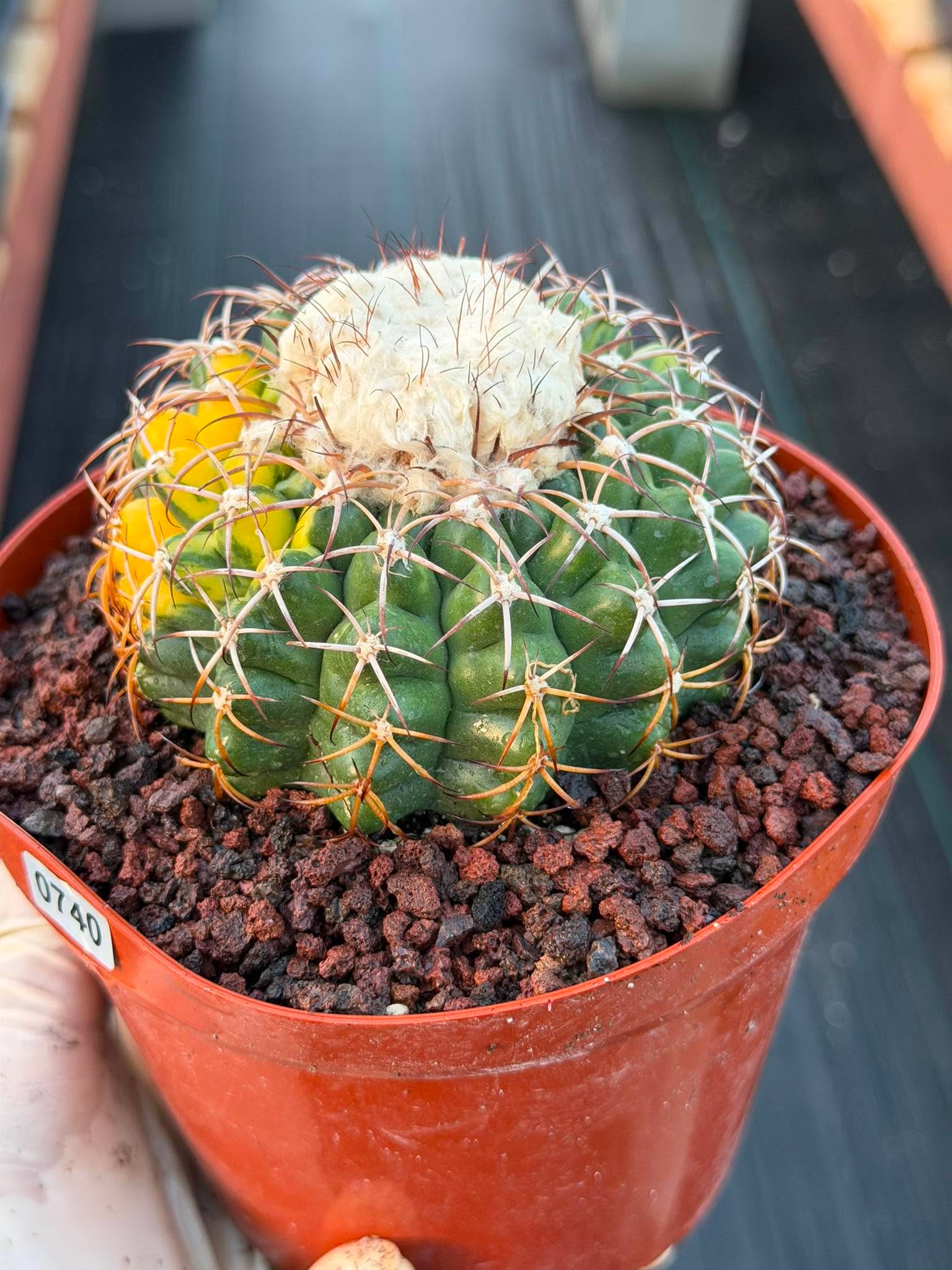 Variegated Discocactus Seed Grown | Rare Collector Cactus #740