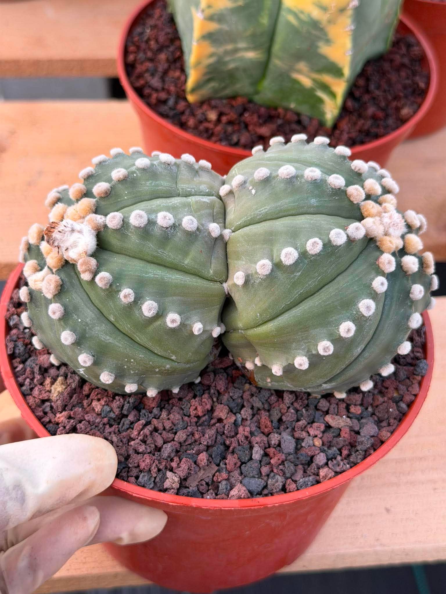 Double Head Astrophytum Rensei – Rare Seed‑Grown Collector Cactus – Unique Succulent Plant