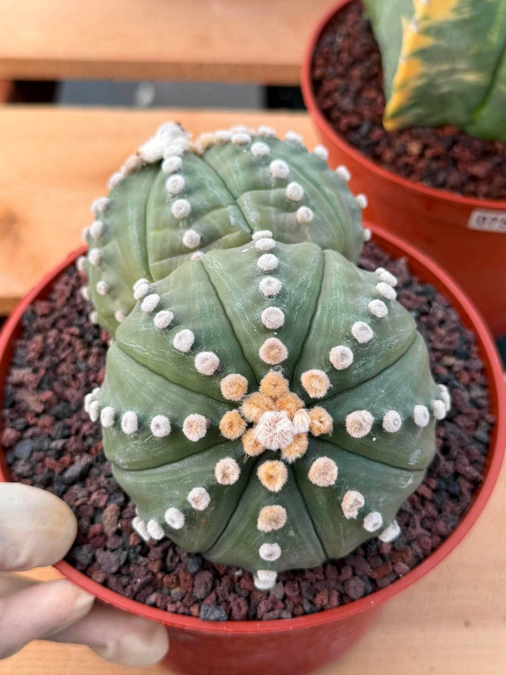 Double Head Astrophytum Rensei – Rare Seed‑Grown Collector Cactus – Unique Succulent Plant