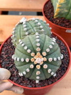 Double Head Astrophytum Rensei – Rare Seed‑Grown Collector Cactus – Unique Succulent Plant