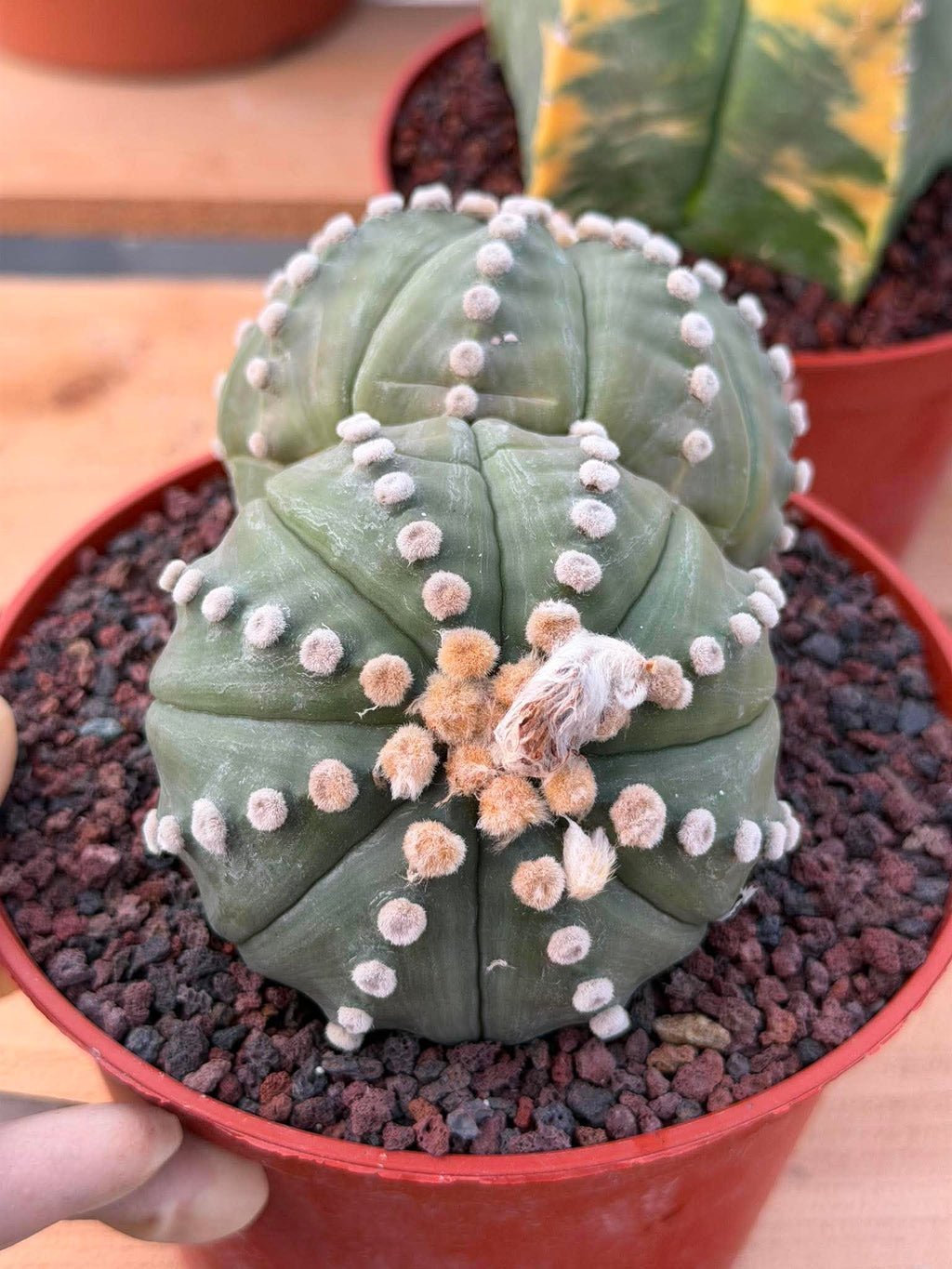 Double Head Astrophytum Rensei – Rare Seed‑Grown Collector Cactus – Unique Succulent Plant