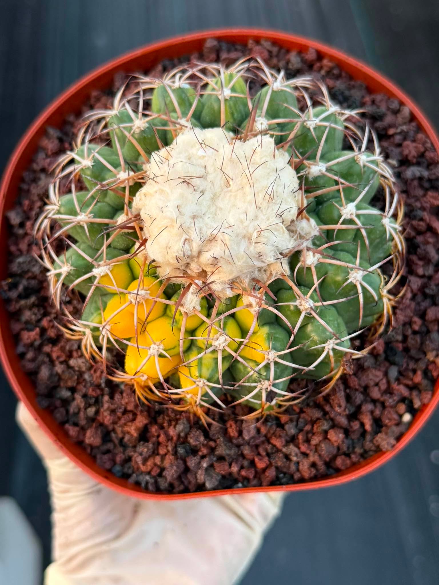 Variegated Discocactus Seed Grown | Rare Collector Cactus #740