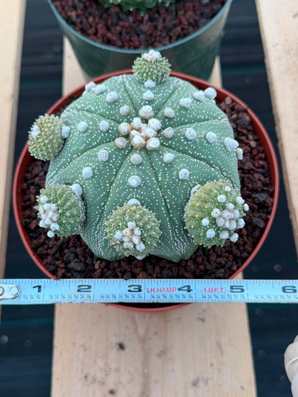 Rare Astrophytum Asterias Seed Grown Cactus with Pups – Collector’s Succulent #744