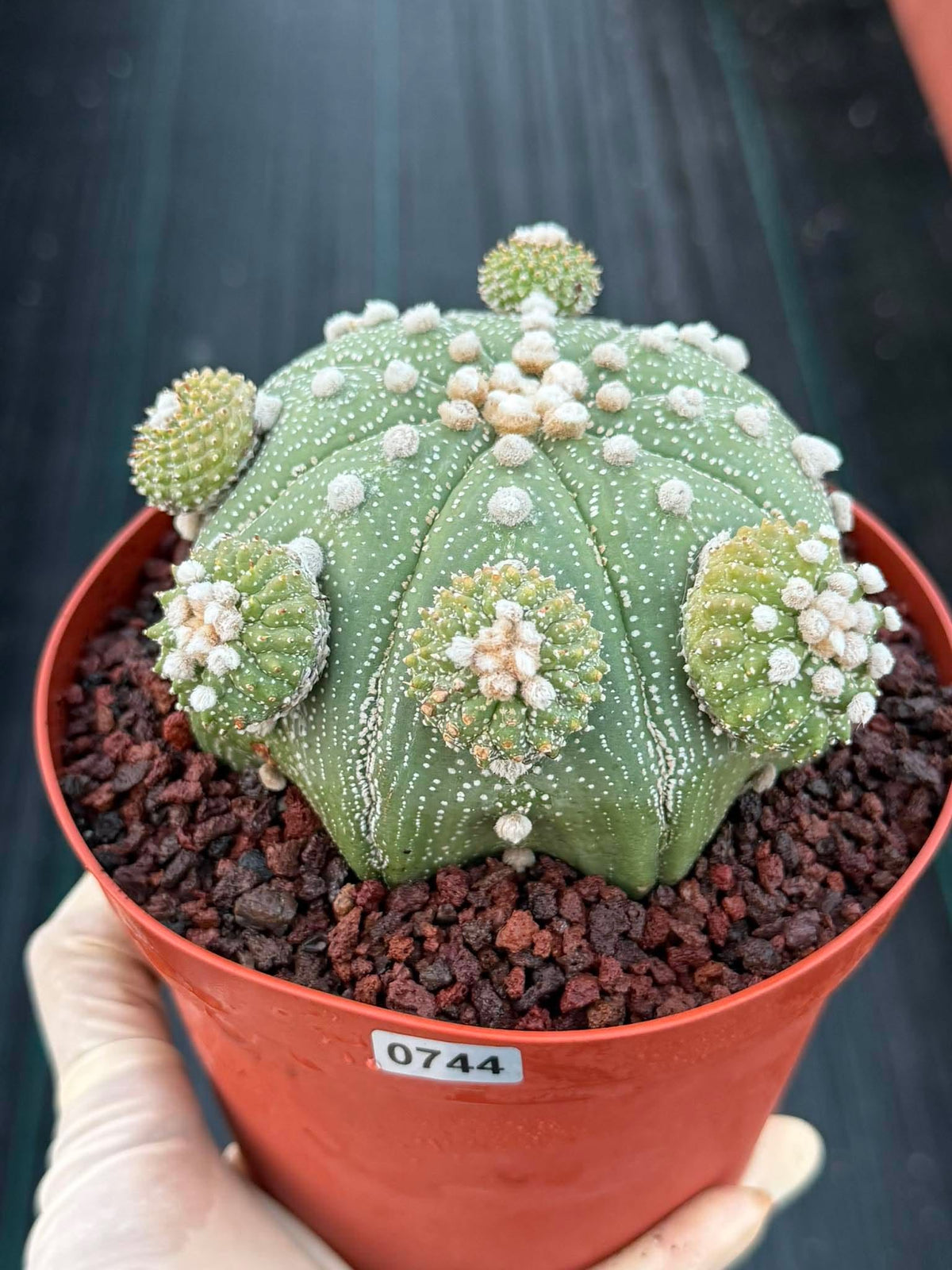 Rare Astrophytum Asterias Seed Grown Cactus with Pups – Collector’s Succulent #744