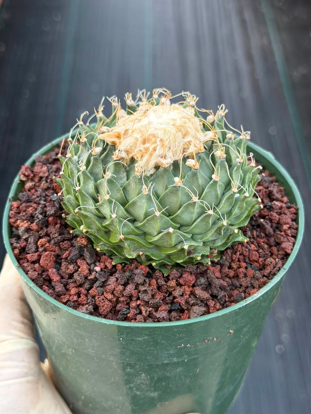 Obregonia Denegrii Grower’s Choice Live Cactus | Rare Artichoke Cactus