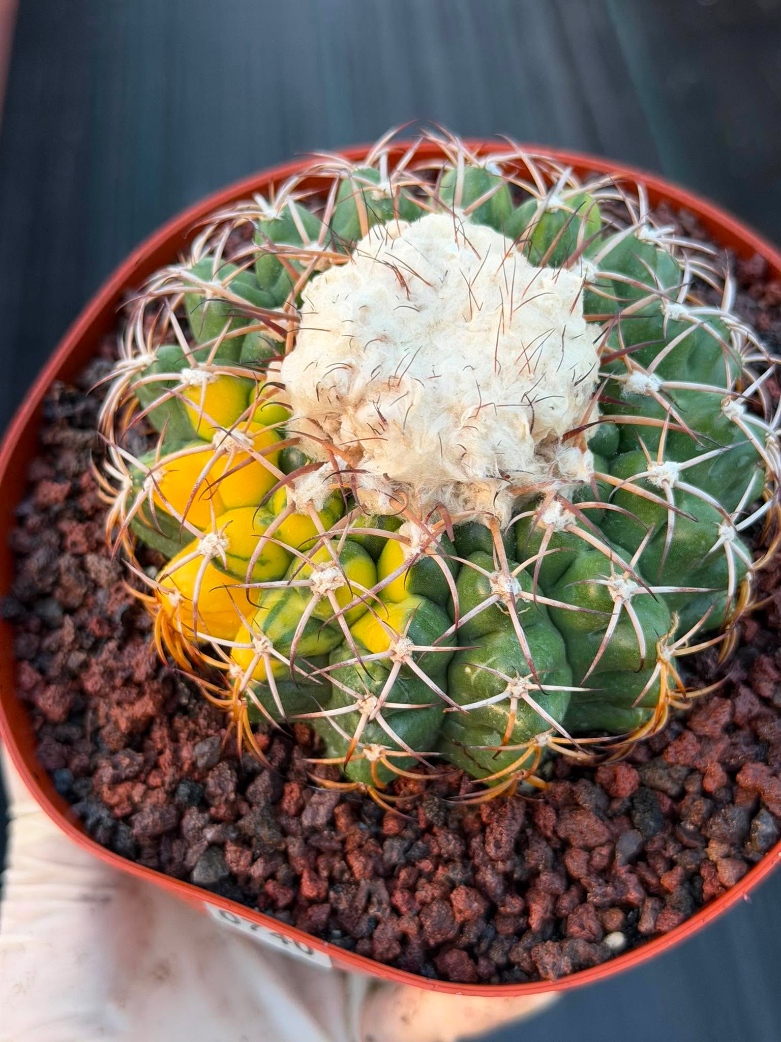 Variegated Discocactus Seed Grown | Rare Collector Cactus #740