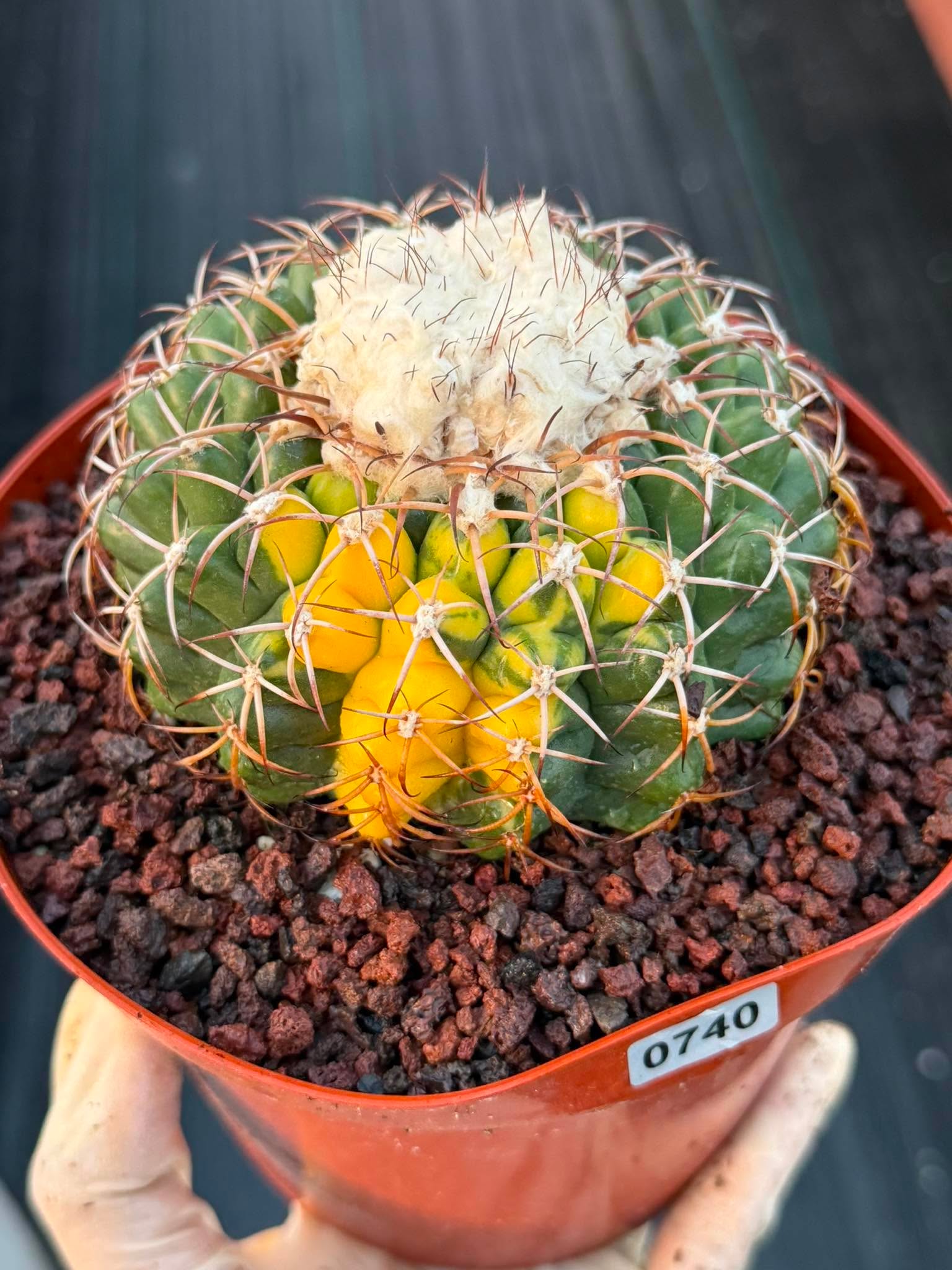 Variegated Discocactus Seed Grown | Rare Collector Cactus #740
