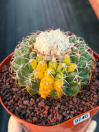 Variegated Discocactus Seed Grown | Rare Collector Cactus #740