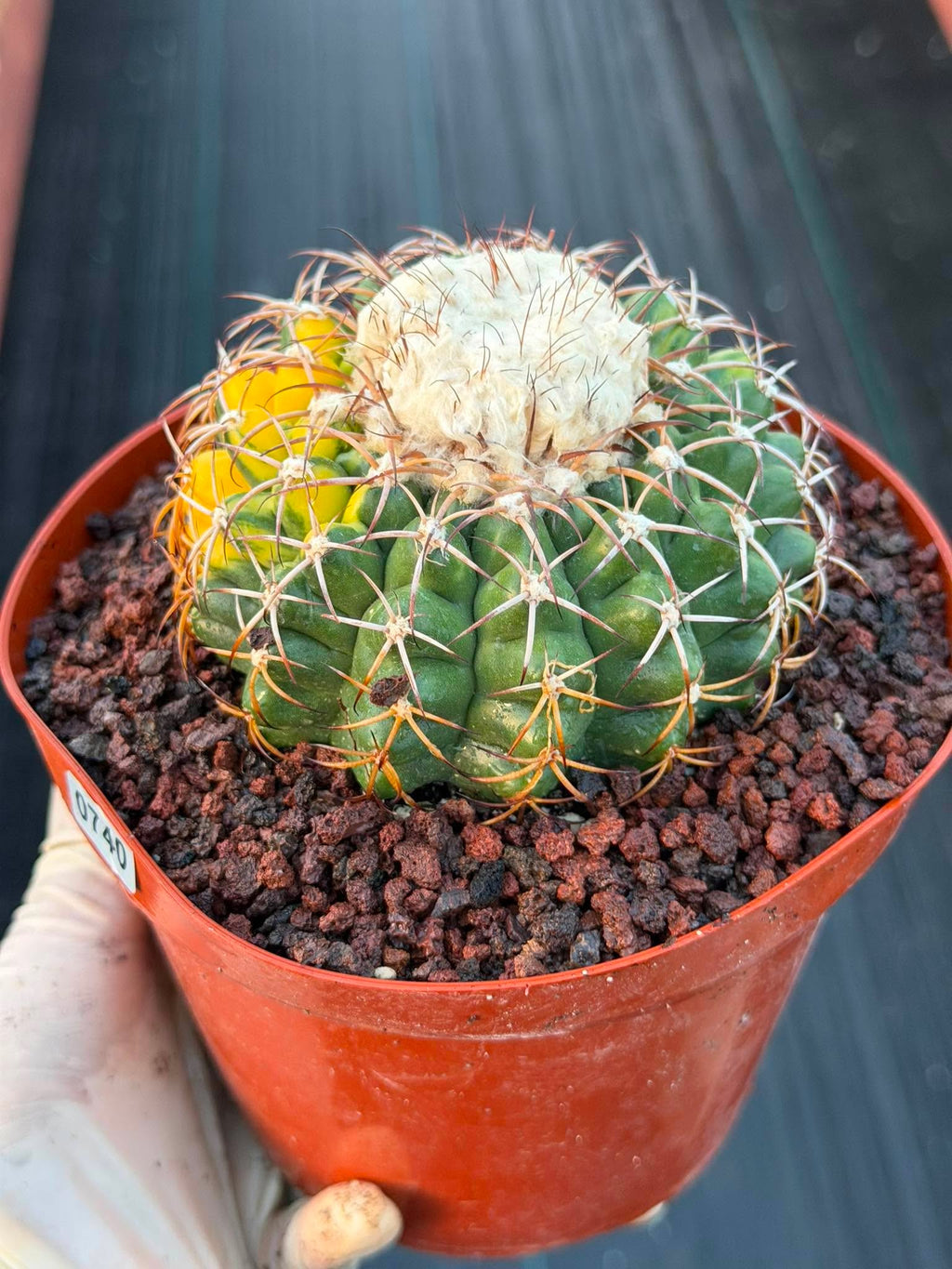 Variegated Discocactus Seed Grown | Rare Collector Cactus #740