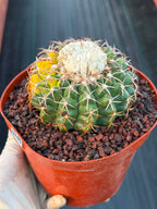Variegated Discocactus Seed Grown | Rare Collector Cactus #740