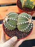 Double Head Astrophytum Rensei – Rare Seed‑Grown Collector Cactus – Unique Succulent Plant