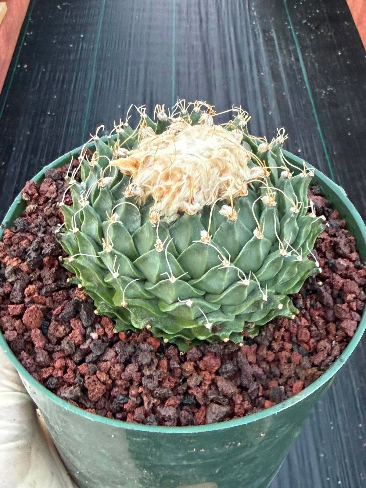 Obregonia Denegrii Grower’s Choice Live Cactus | Rare Artichoke Cactus