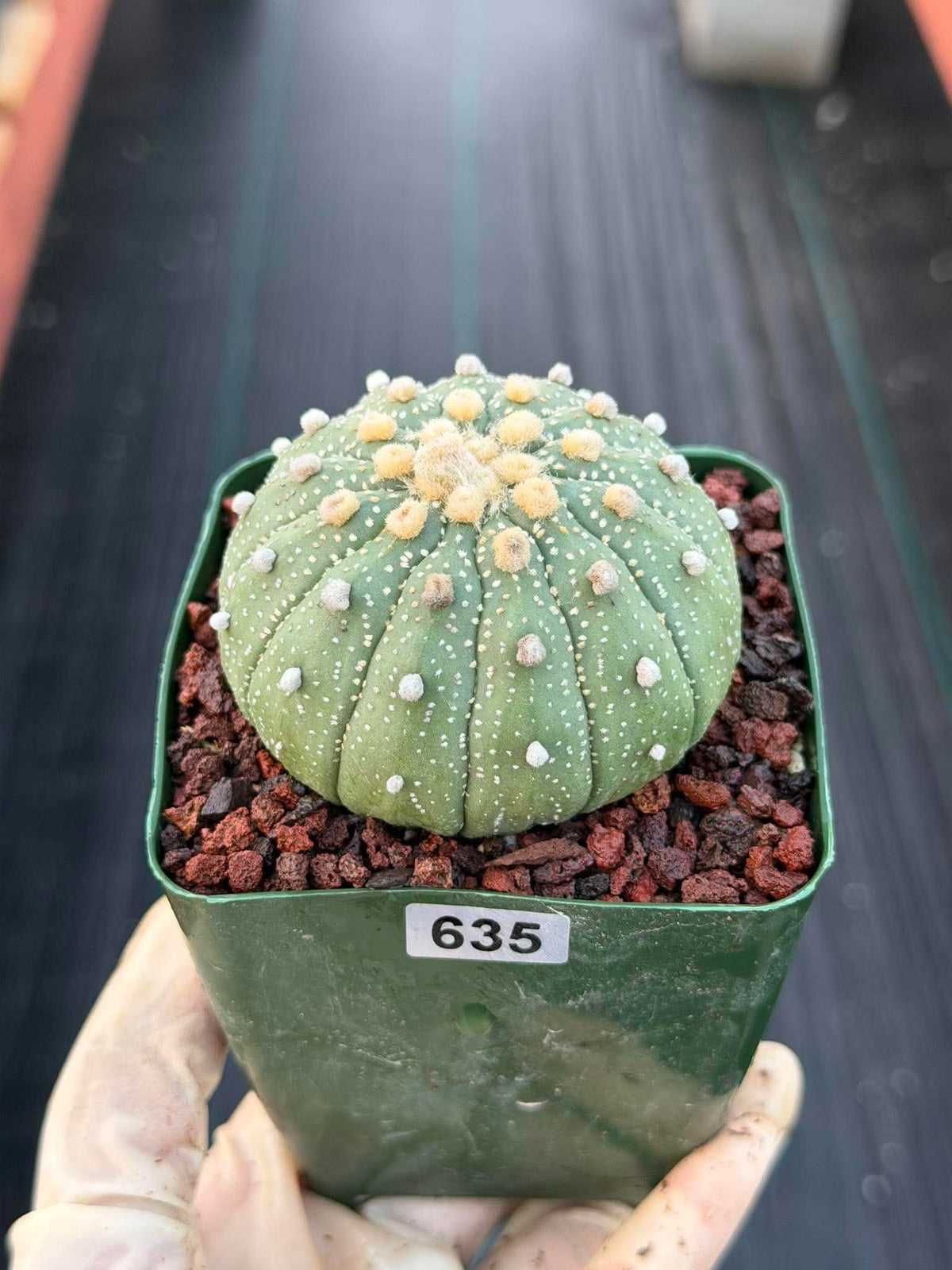 Astrophytum Asterias 13 Ribs – Seed Grown Collector’s Cactus #635