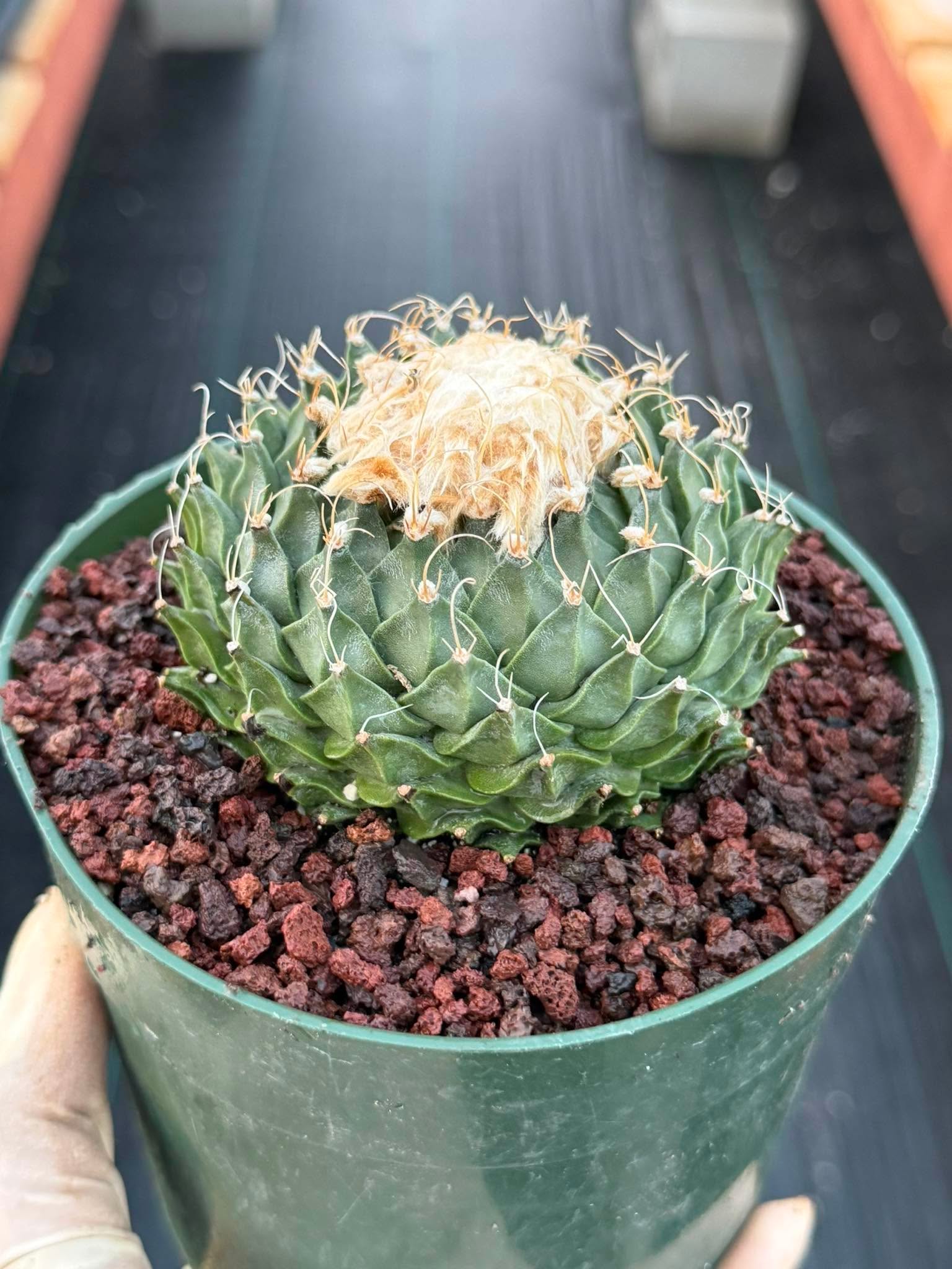 Obregonia Denegrii Grower’s Choice Live Cactus | Rare Artichoke Cactus