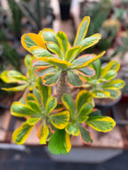 Rare Euphorbia Poissonii Variegated Grafted Succulent – 9" Wide Branching Form, Collector Plant