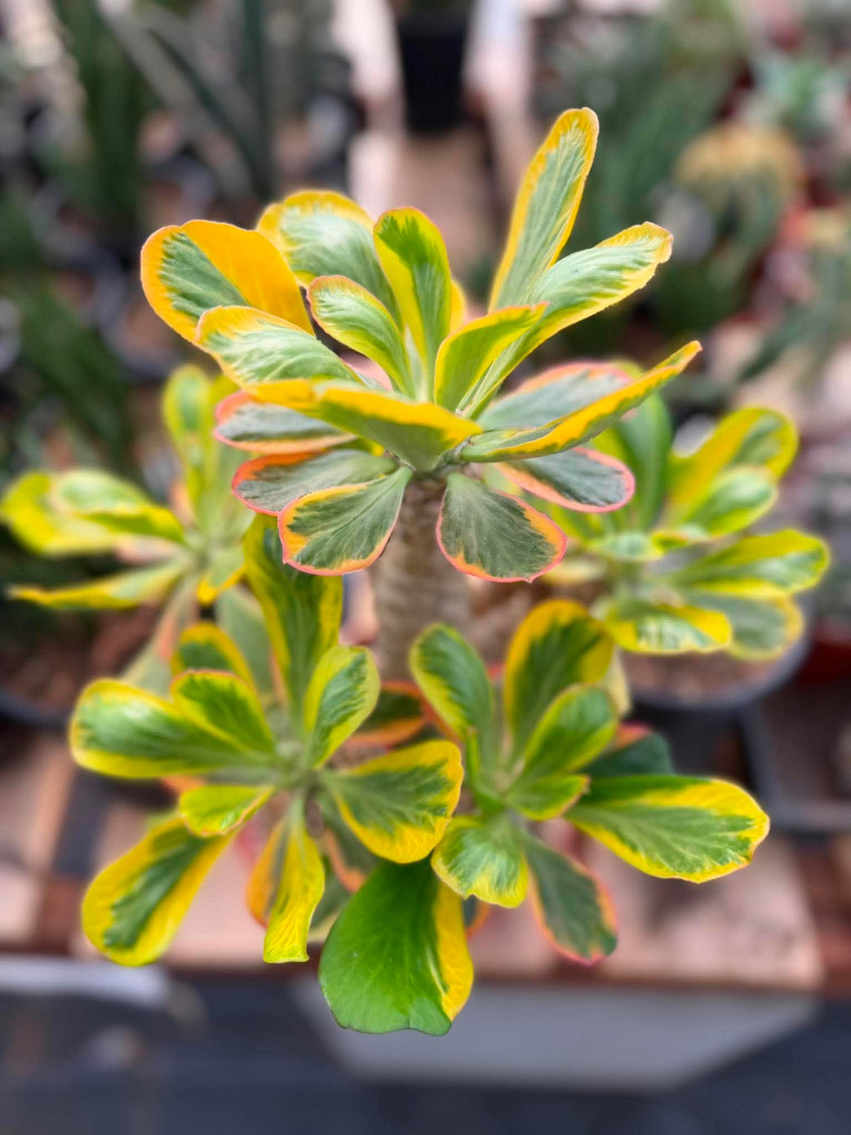 Rare Euphorbia Poissonii Variegated Grafted Succulent – 9" Wide Branching Form, Collector Plant