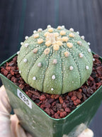 Astrophytum Asterias 13 Ribs – Seed Grown Collector’s Cactus #635