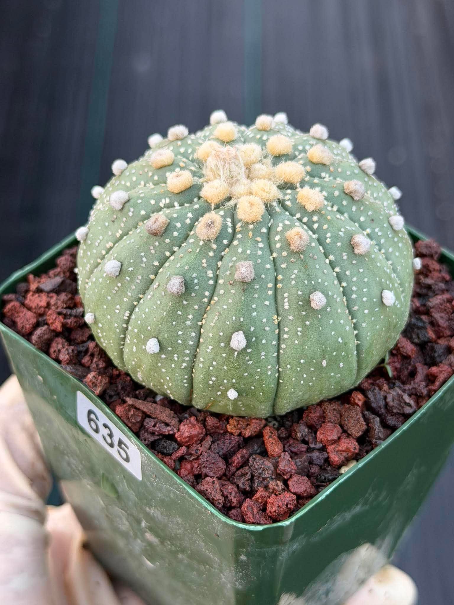 Astrophytum Asterias 13 Ribs – Seed Grown Collector’s Cactus #635