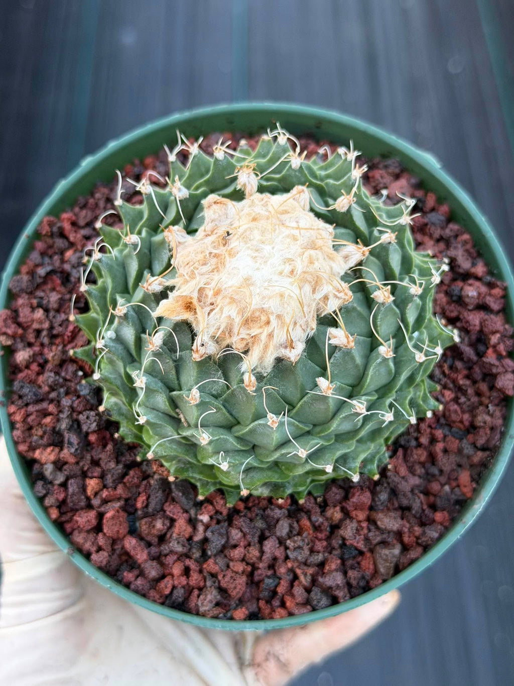 Obregonia Denegrii Grower’s Choice Live Cactus | Rare Artichoke Cactus