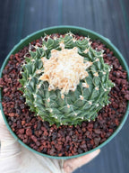 Obregonia Denegrii Grower’s Choice Live Cactus | Rare Artichoke Cactus