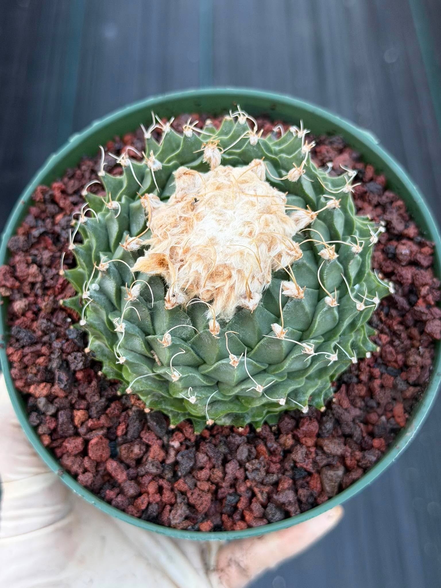 Obregonia Denegrii Grower’s Choice Live Cactus | Rare Artichoke Cactus