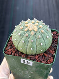 Astrophytum Asterias 13 Ribs – Seed Grown Collector’s Cactus #635