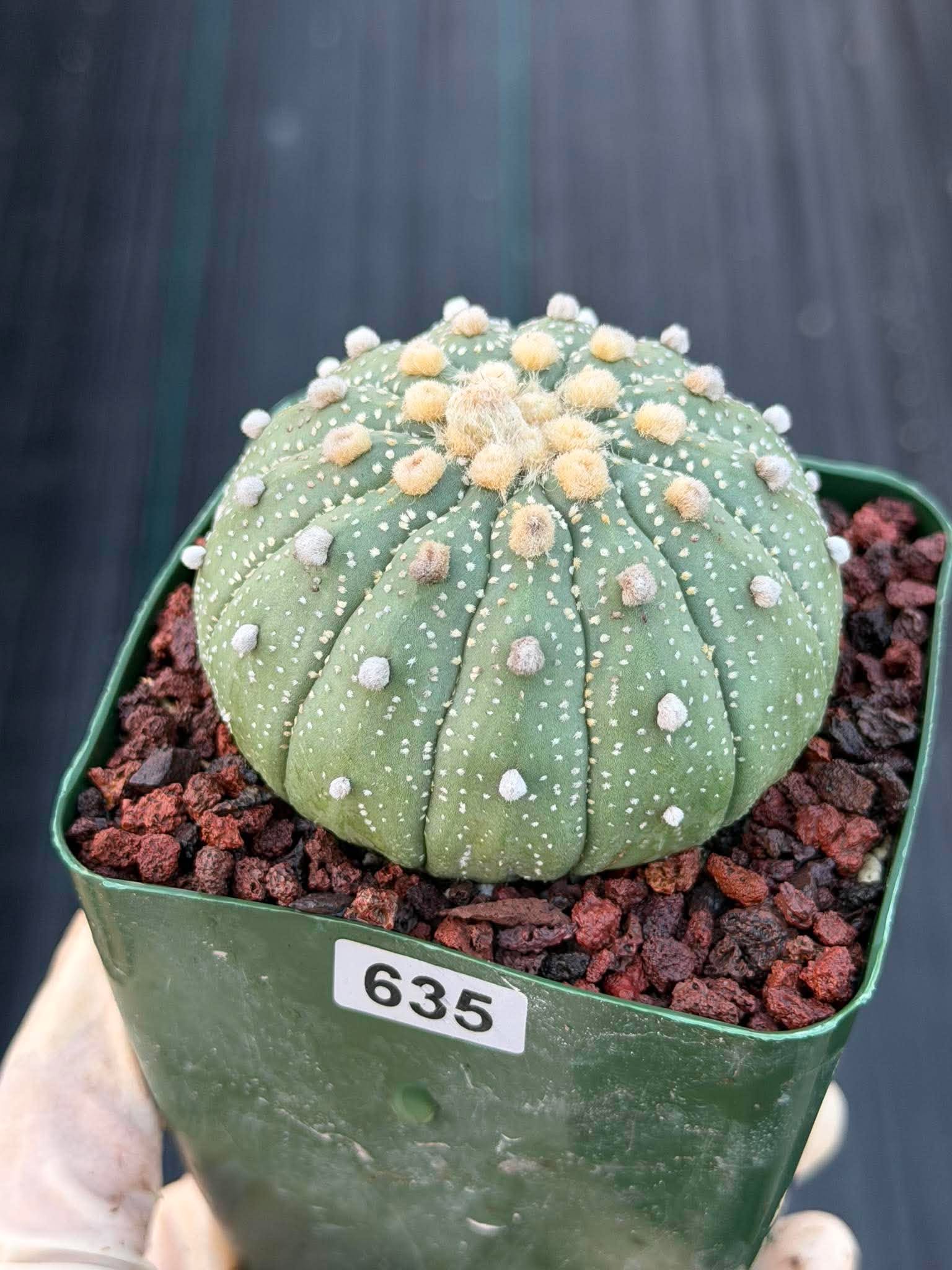Astrophytum Asterias 13 Ribs – Seed Grown Collector’s Cactus #635