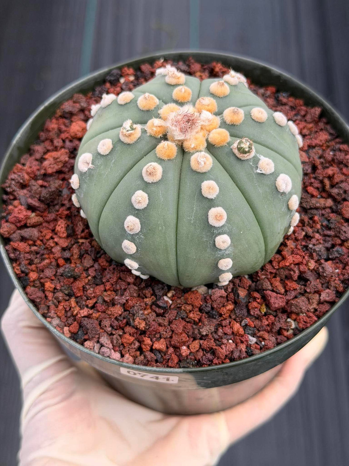 Astrophytum Ooibo Shinshowa #741 – Rare Seed Grown Cactus w/ Small Pups, Live Succulent Plant