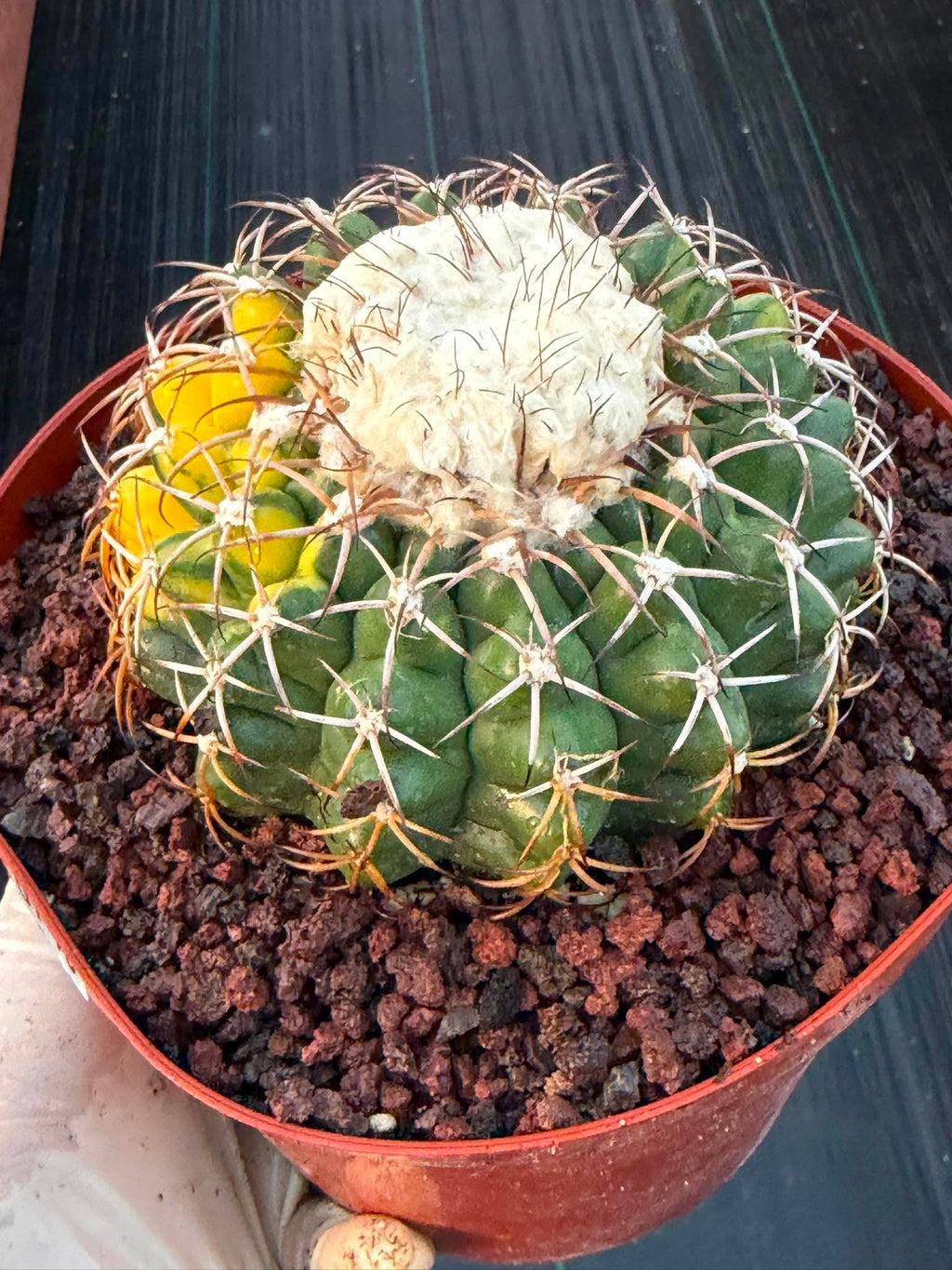Variegated Discocactus Seed Grown | Rare Collector Cactus #740