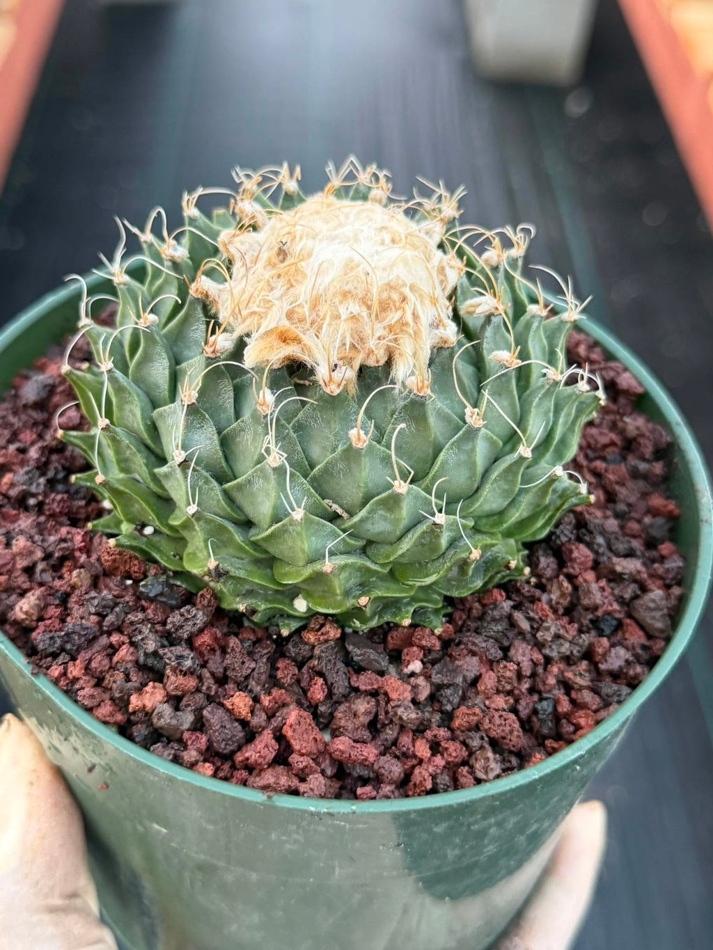 A green cactus with a pale beige dried top, potted in a dark green plastic nursery pot filled with red volcanic gravel, held by a hand against a dark background.