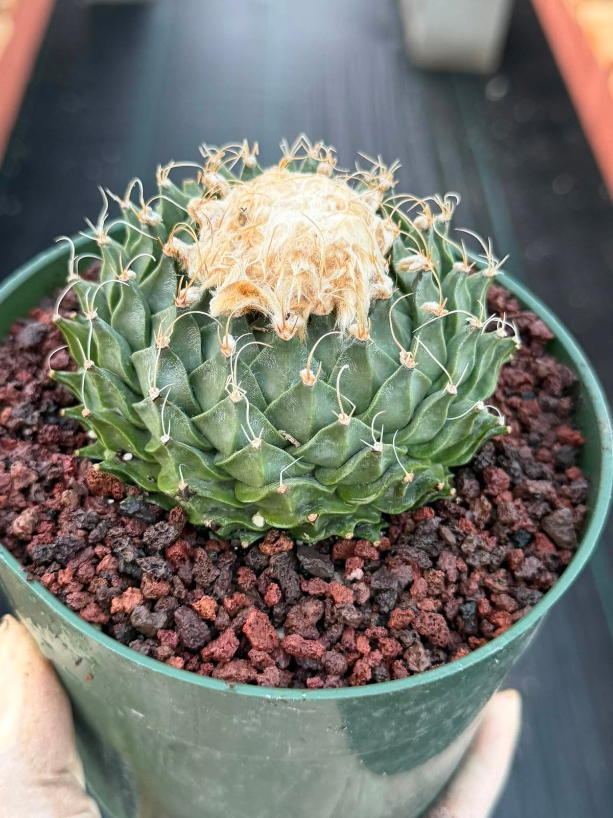 A green cactus with a pale beige dried top, potted in a dark green plastic nursery pot filled with red volcanic gravel, held by a hand against a dark background.