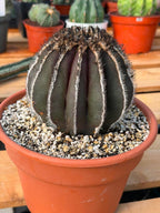 Rare Uebelmannia Pectinifera Cactus – Collector-Grade Brazilian Specimen, 6" Tall