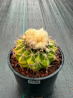 Rare Discocactus Seed‑Grown #759 – Woolly Crown, Collector Cactus