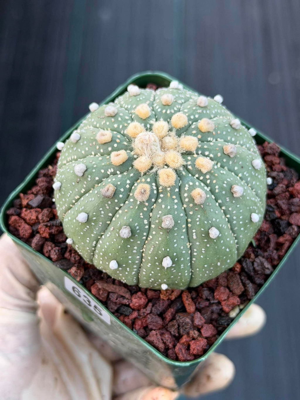 Astrophytum Asterias 13 Ribs – Seed Grown Collector’s Cactus #635