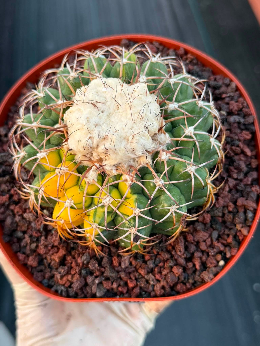 Variegated Discocactus Seed Grown | Rare Collector Cactus #740