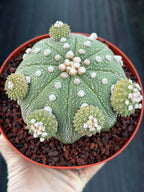 Rare Astrophytum Asterias Seed Grown Cactus with Pups – Collector’s Succulent #744
