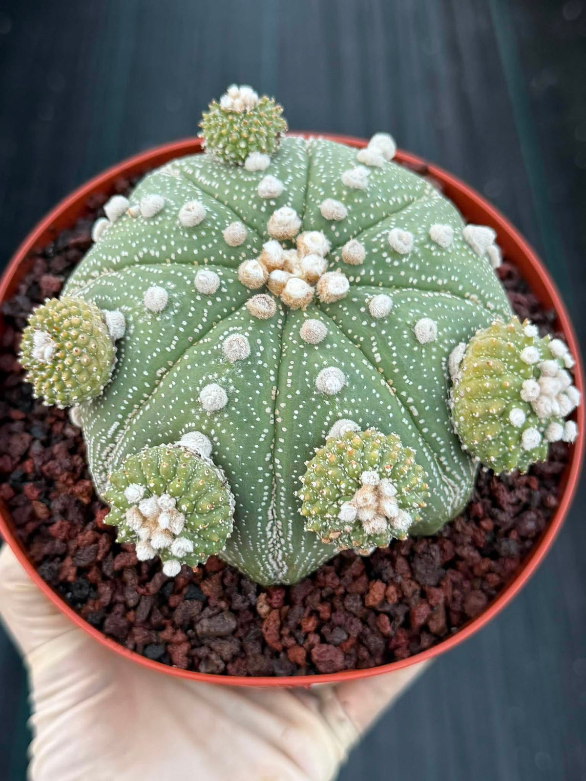 Rare Astrophytum Asterias Seed Grown Cactus with Pups – Collector’s Succulent #744