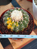 Variegated Discocactus Seed Grown | Rare Collector Cactus #740