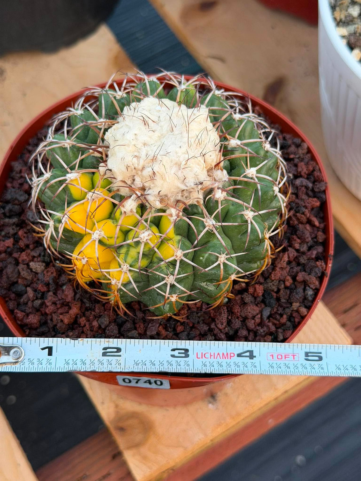 Variegated Discocactus Seed Grown | Rare Collector Cactus #740