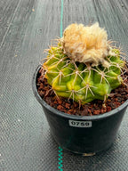 Rare Discocactus Seed‑Grown #759 – Woolly Crown, Collector Cactus