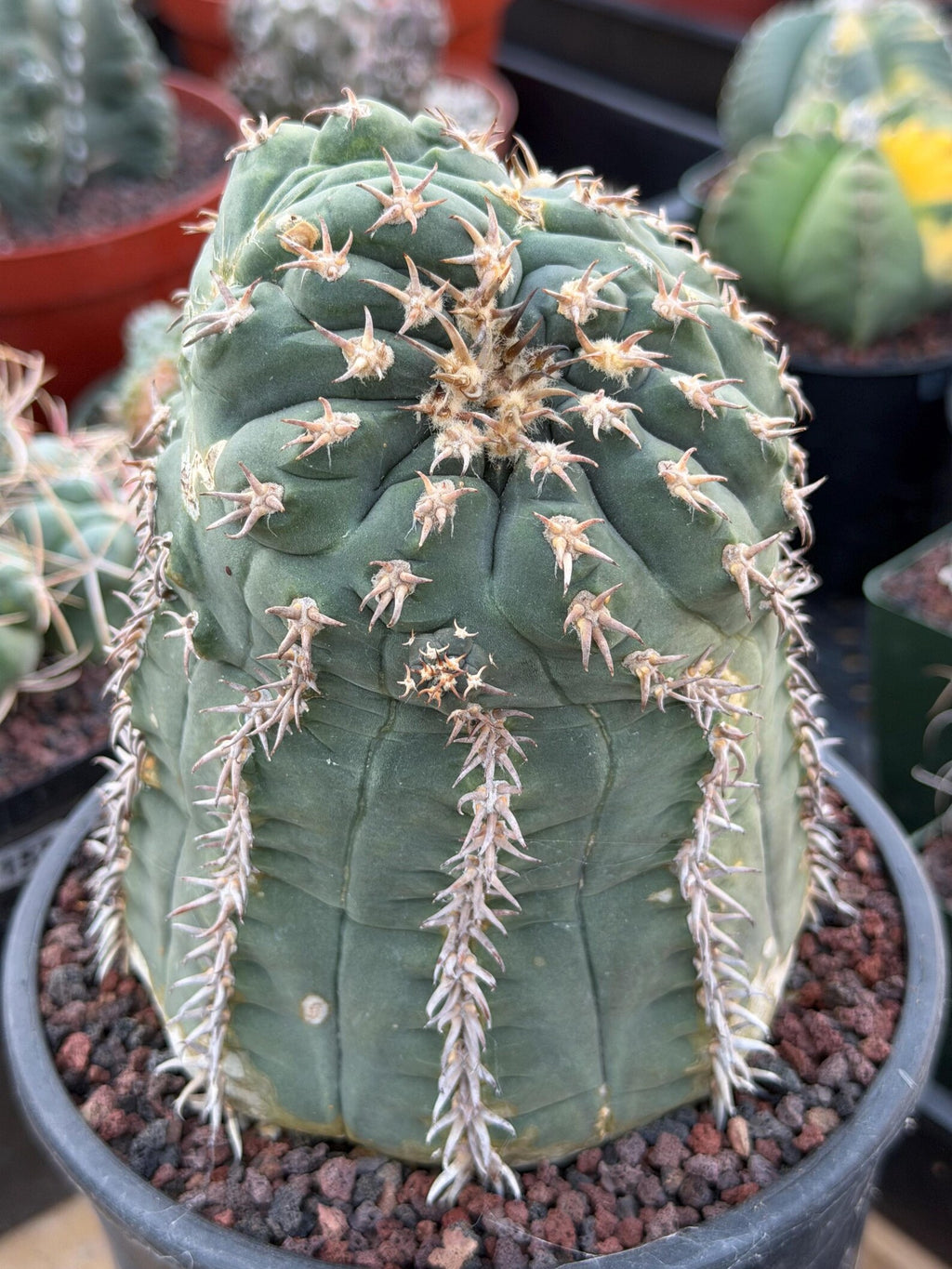 Gymnocalycium Spegazzinii Unguispinum 'Owl Eye' Tall Form #273 | Rare Live Cactus Width: 5 inches