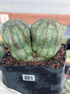 Euphorbia Obesa Dichot #214 | Seed Grown Rare Succulent