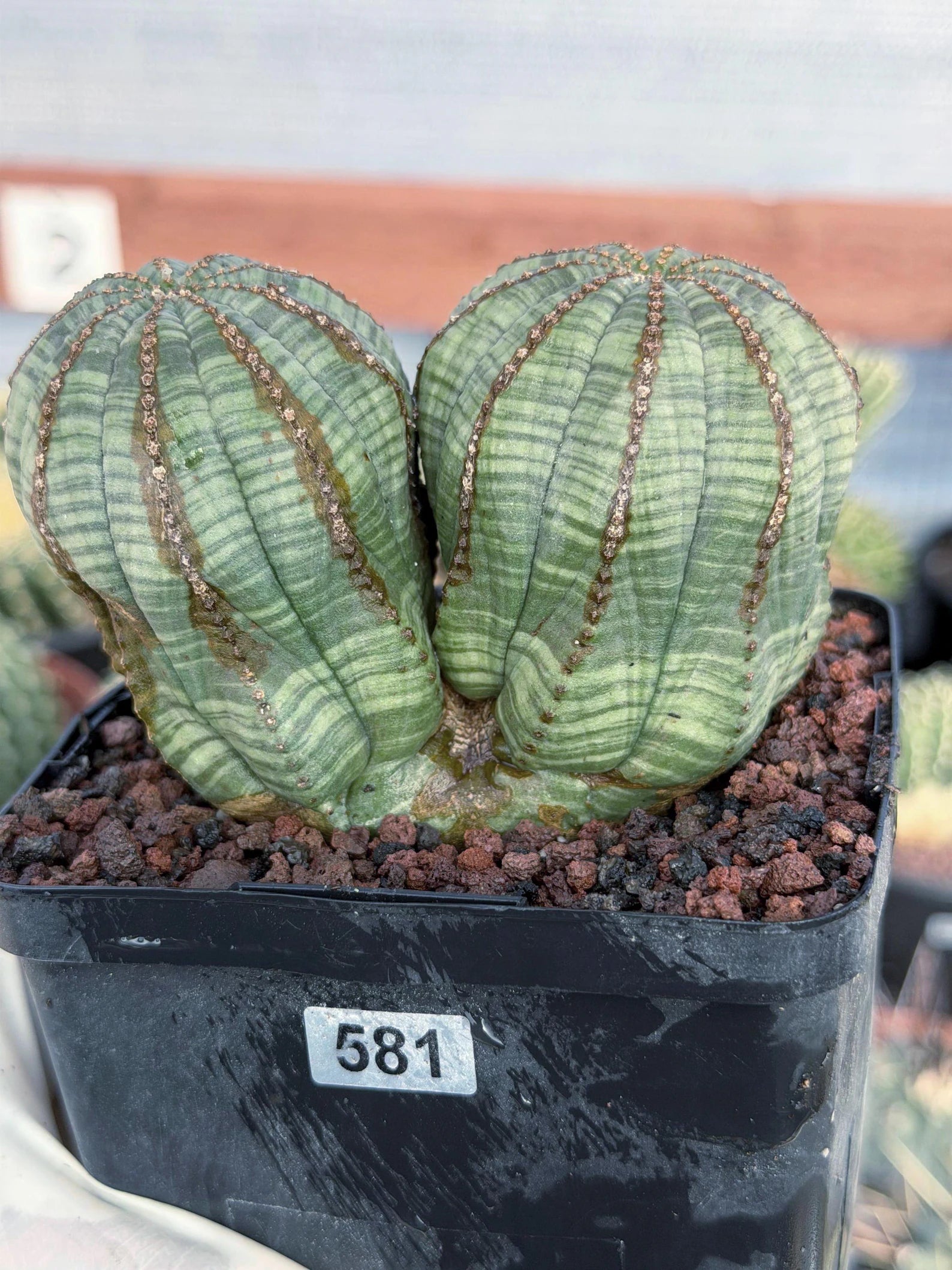 Euphorbia Obesa Dichot #214 | Seed Grown Rare Succulent
