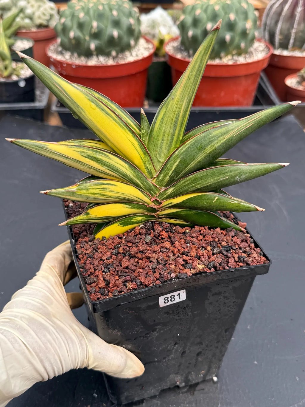 Variegated Sansevieria Sawaddee #881 | Rare Live House Plant
