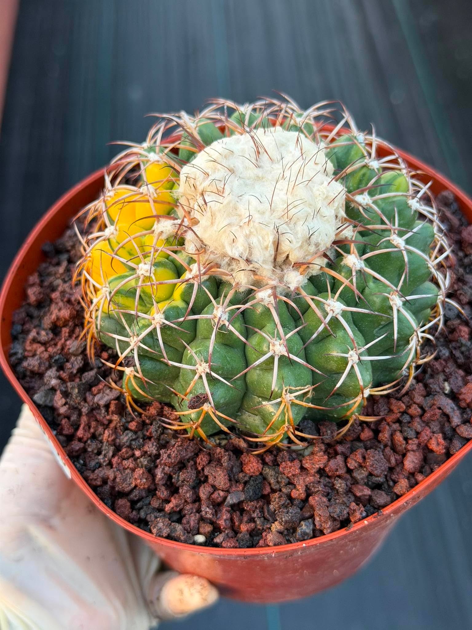 Variegated Discocactus Seed Grown | Rare Collector Cactus #740