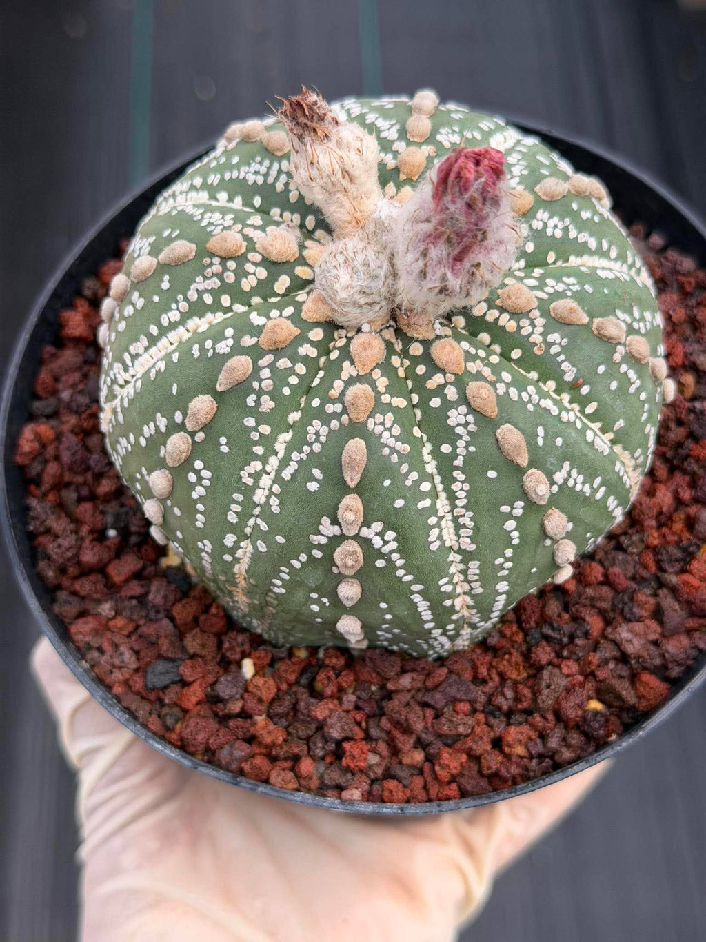 Astrophytum Asterias Line Form #745 – Rare Seed Grown Cactus, Live Succulent Plant